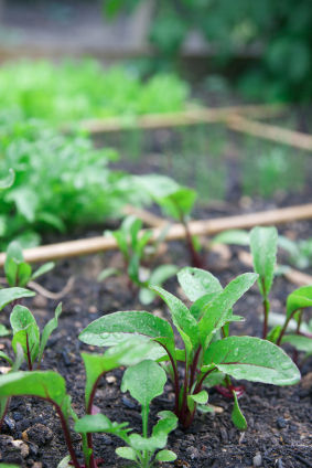 Your Organic Garden- What to do in March
