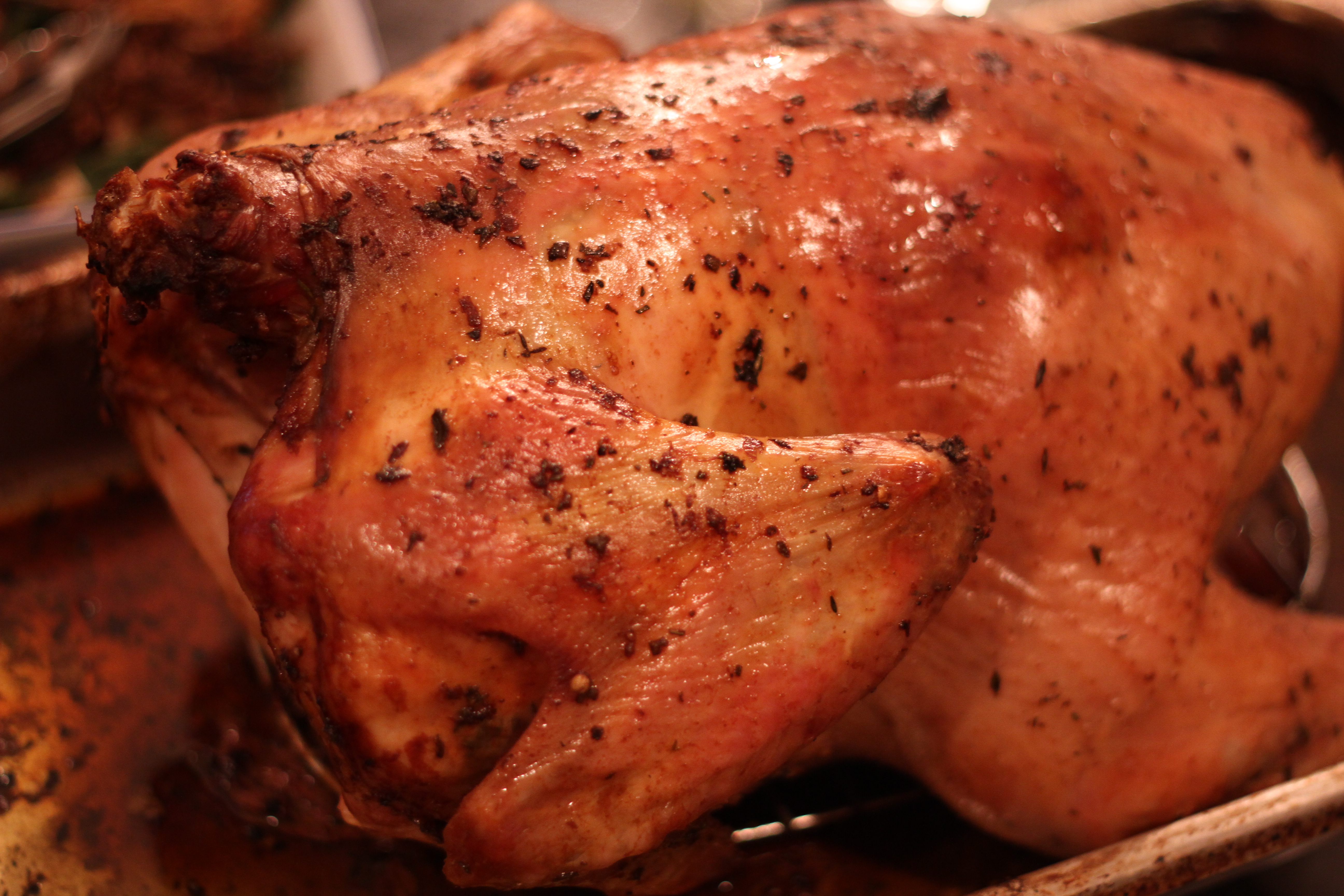 Our Thanksgiving Turkey- From Farm to Table