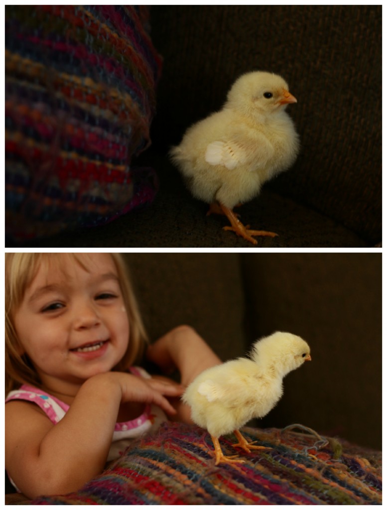 yellow chick {real food family} 