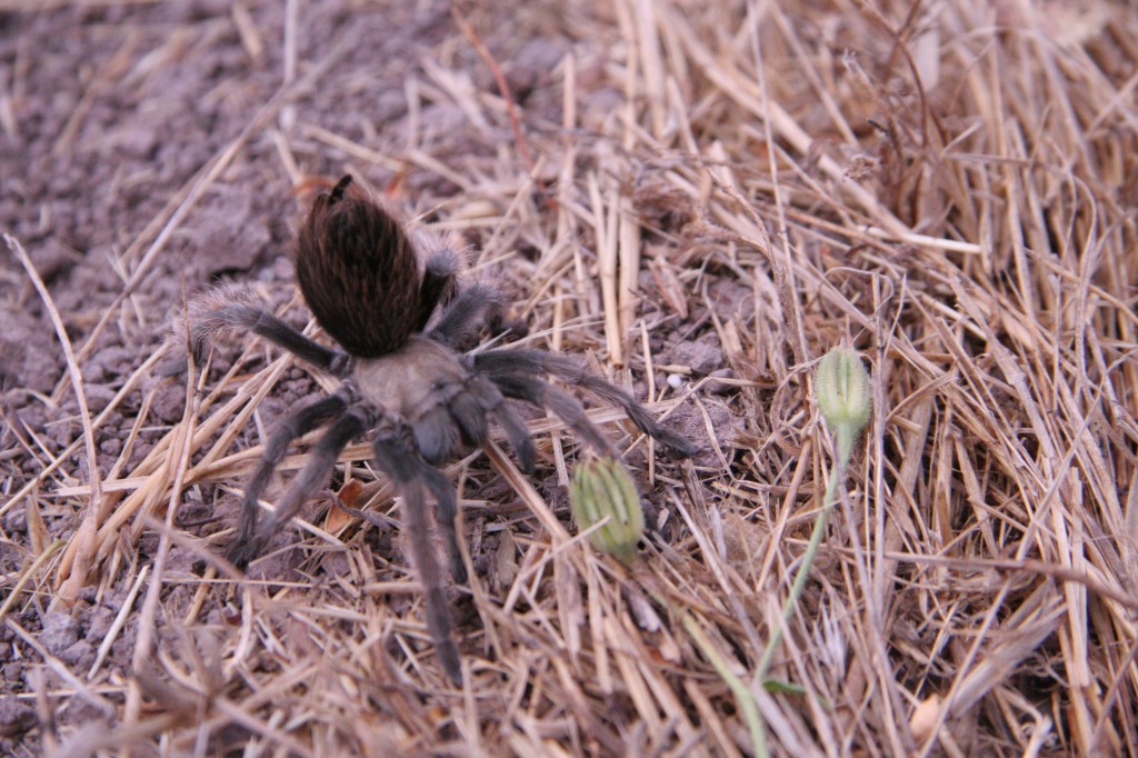 turantula I realfoodfamily.com