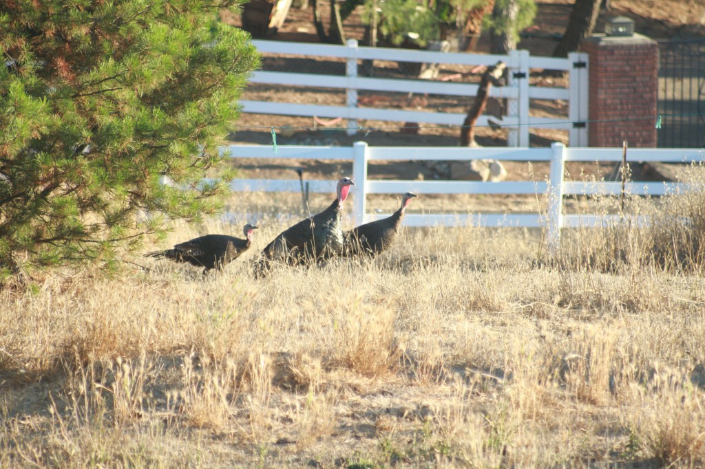 wild turkeys I realfoodfamily.com