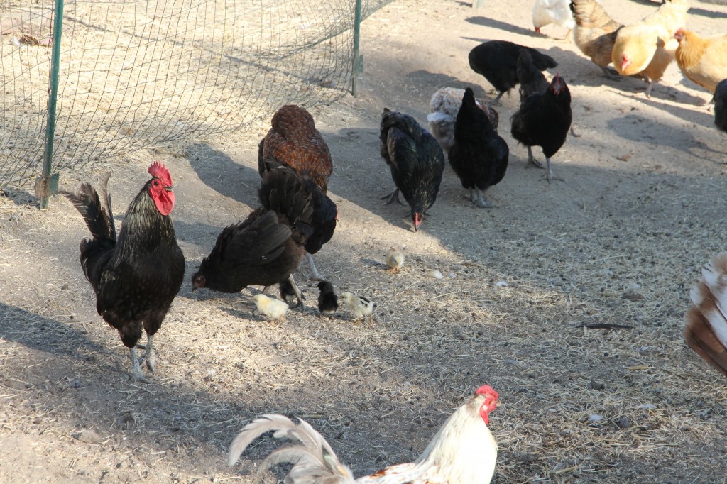 rooster and hen protecting their chicks ~ RealFoodFamily.com