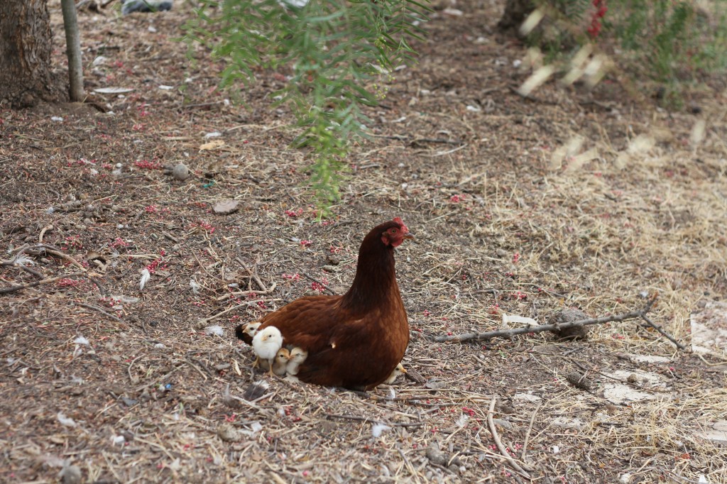 chickens ~ Real Food Family