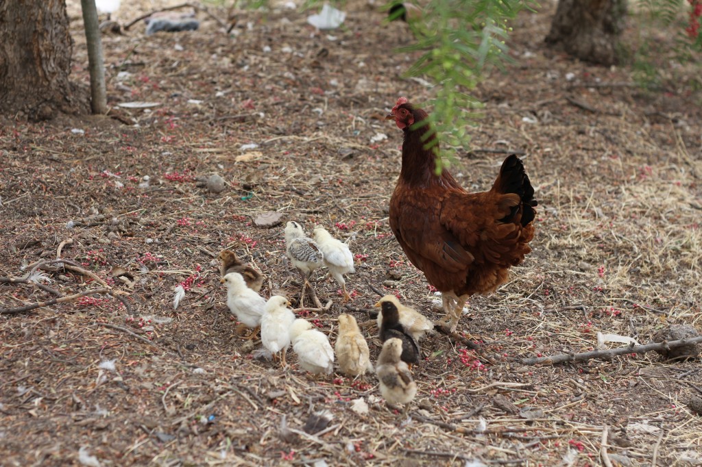 chickens ~ Real Food Family