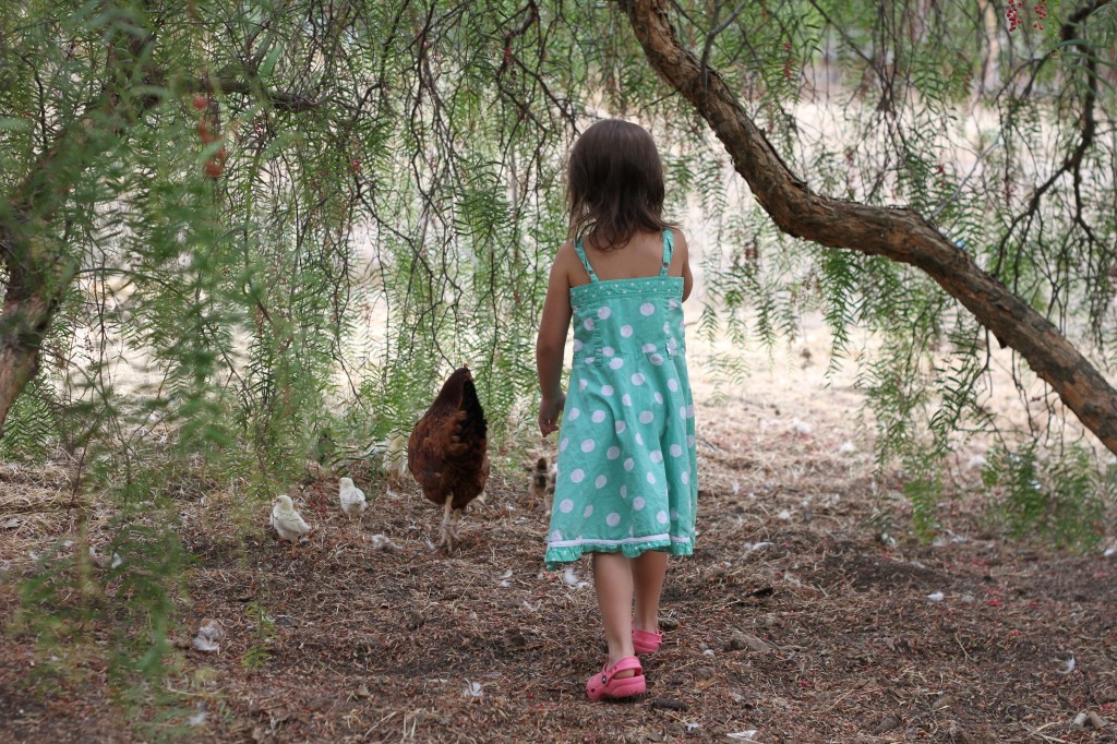 chickens ~ Real Food Family