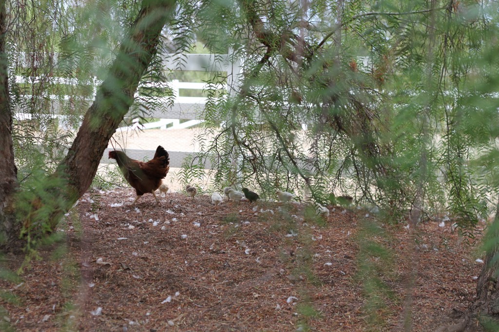 chickens ~ Real Food Family