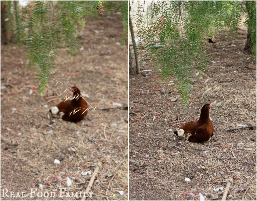 chickens ~ Real Food Family