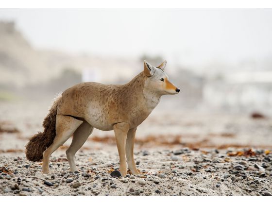 fake coyotes on the beach ~ Real Food Family (this is not a joke)
