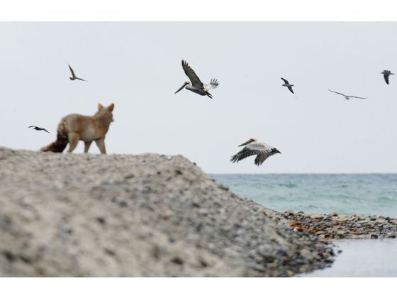 fake coyotes on the beach ~ Real Food Family (this is not a joke)