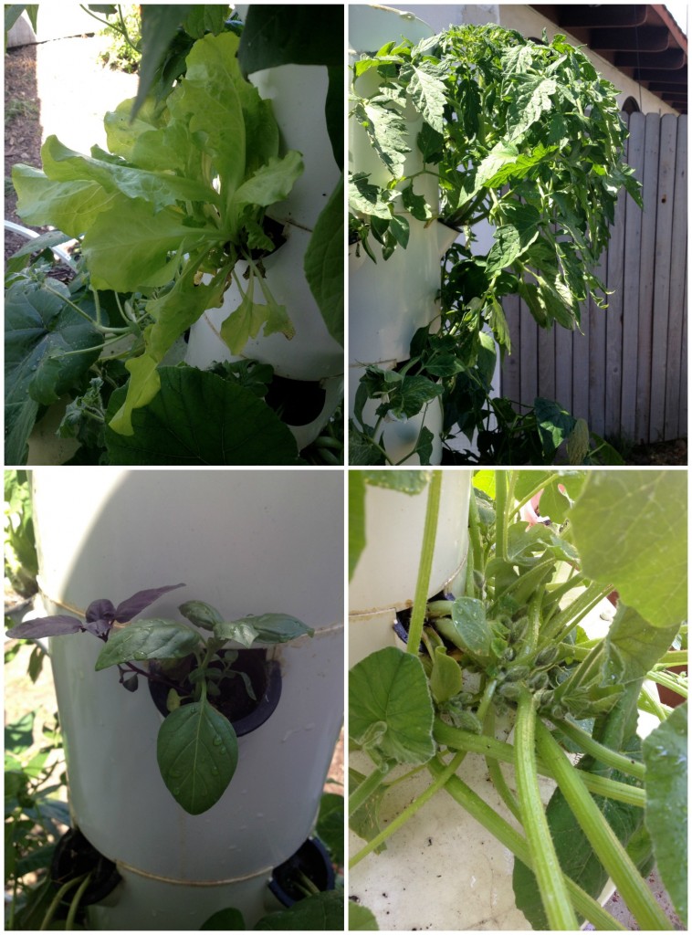 The Tower Garden- Aeroponic gardening ~ Real Food Family #sustainableliving #organicgardening #aeroponics #hydroponics