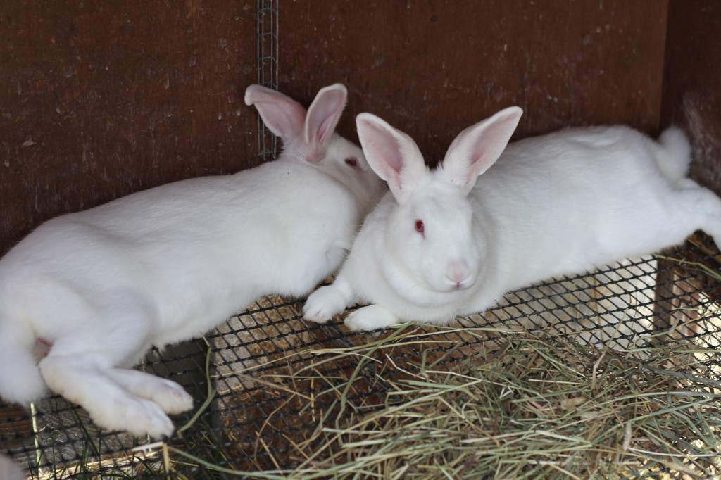 Urban Homesteading- Bunny Love ~ Real Food Family