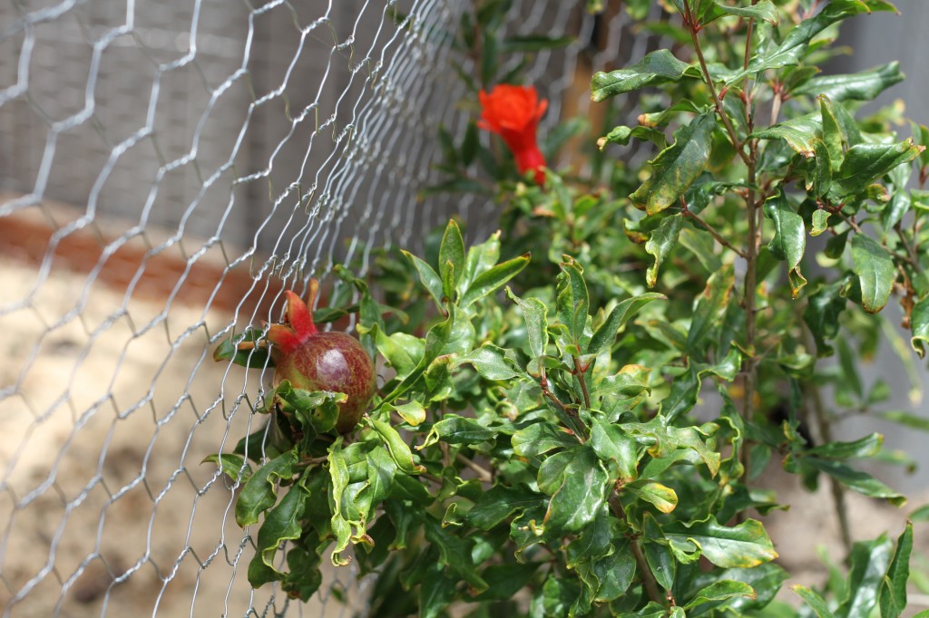 Pomegranates ~ Real Food Family