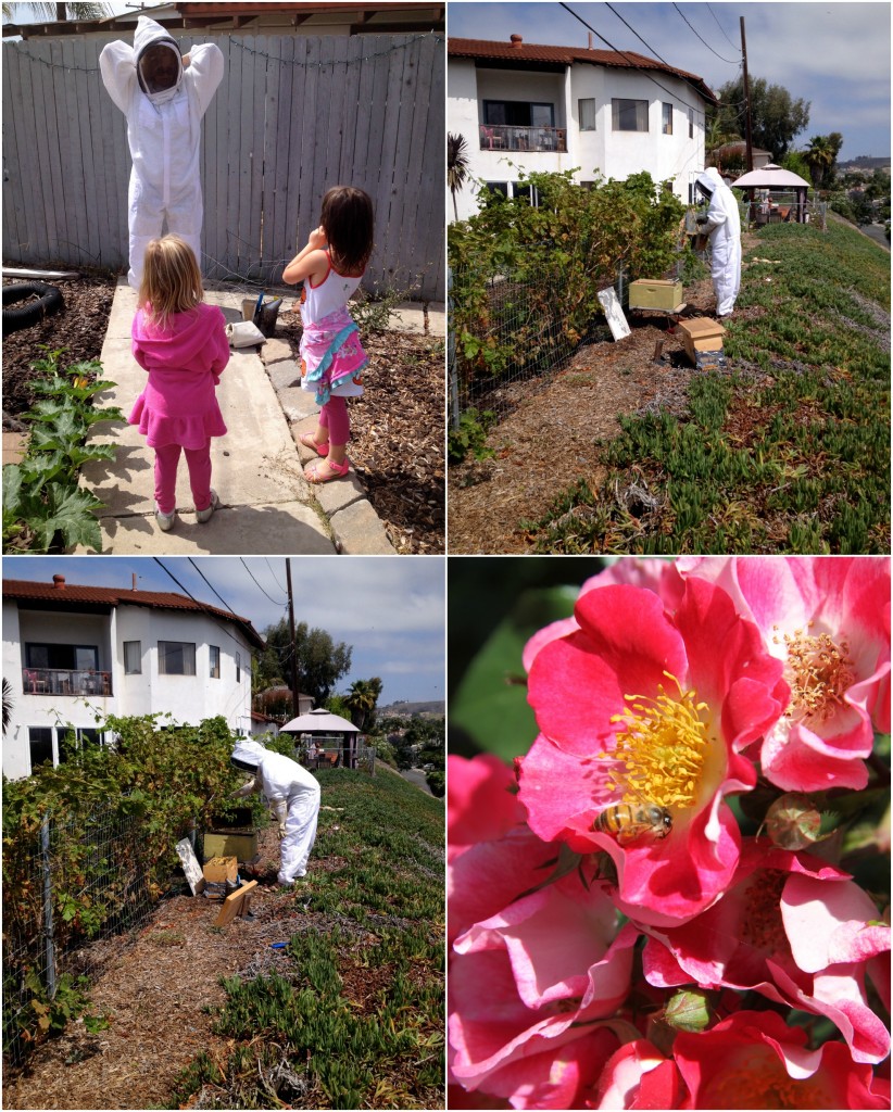 Raising Bees ~ Real Food Family #urbanhomesteading #raisingbees #backyardbees