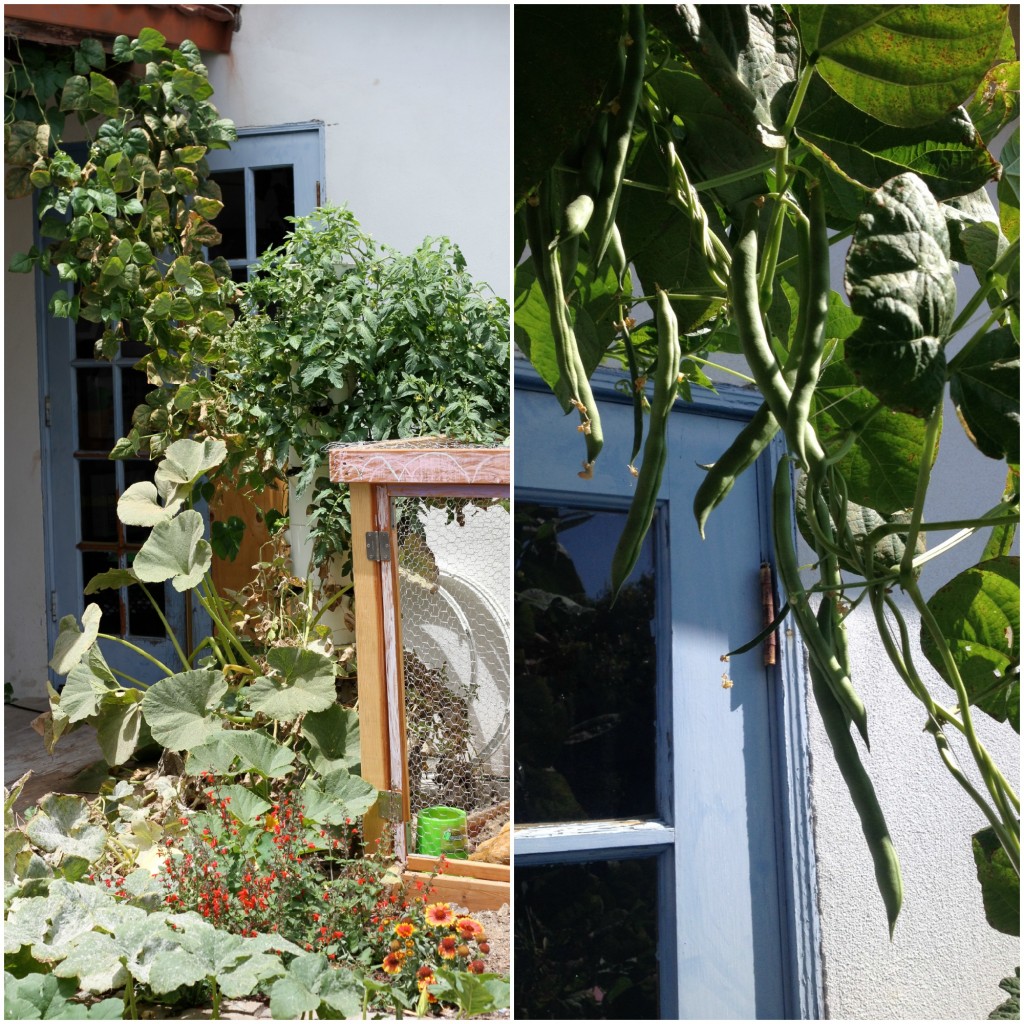 Aeroponic Gardening ~ Real Food Family