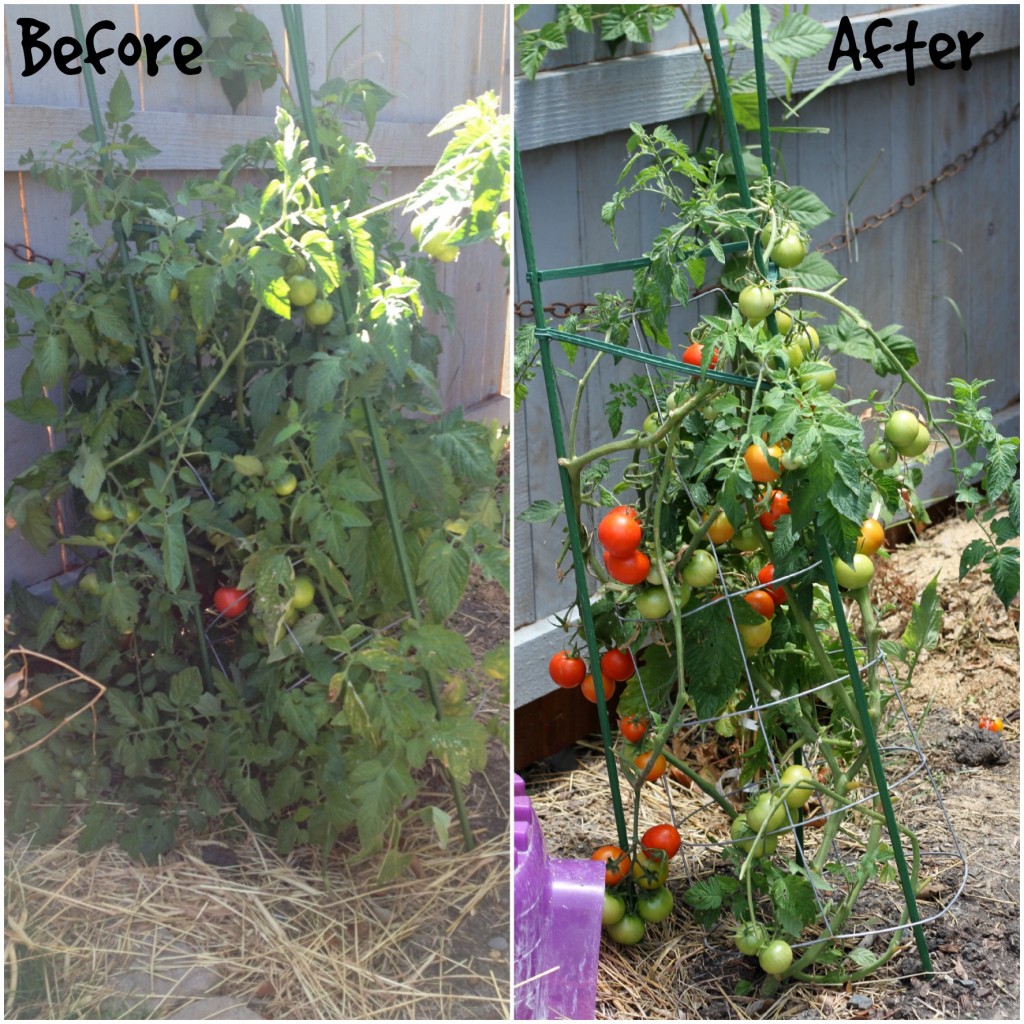 How To Trim Tomatoes ~ Real Food Family