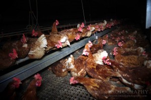 The shameful commercial egg industry