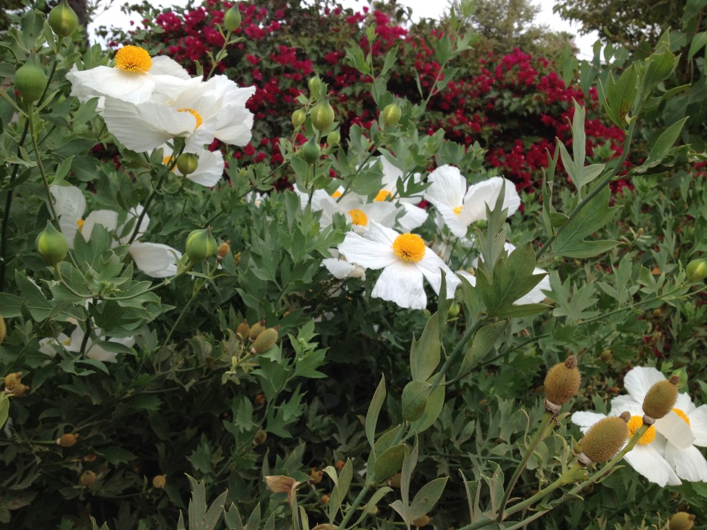 Hummingbirds and CA Native Plants