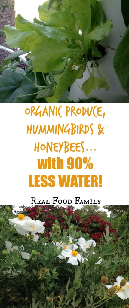 organic produce, hummingbirds and honeybees with 90% LESS WATER!